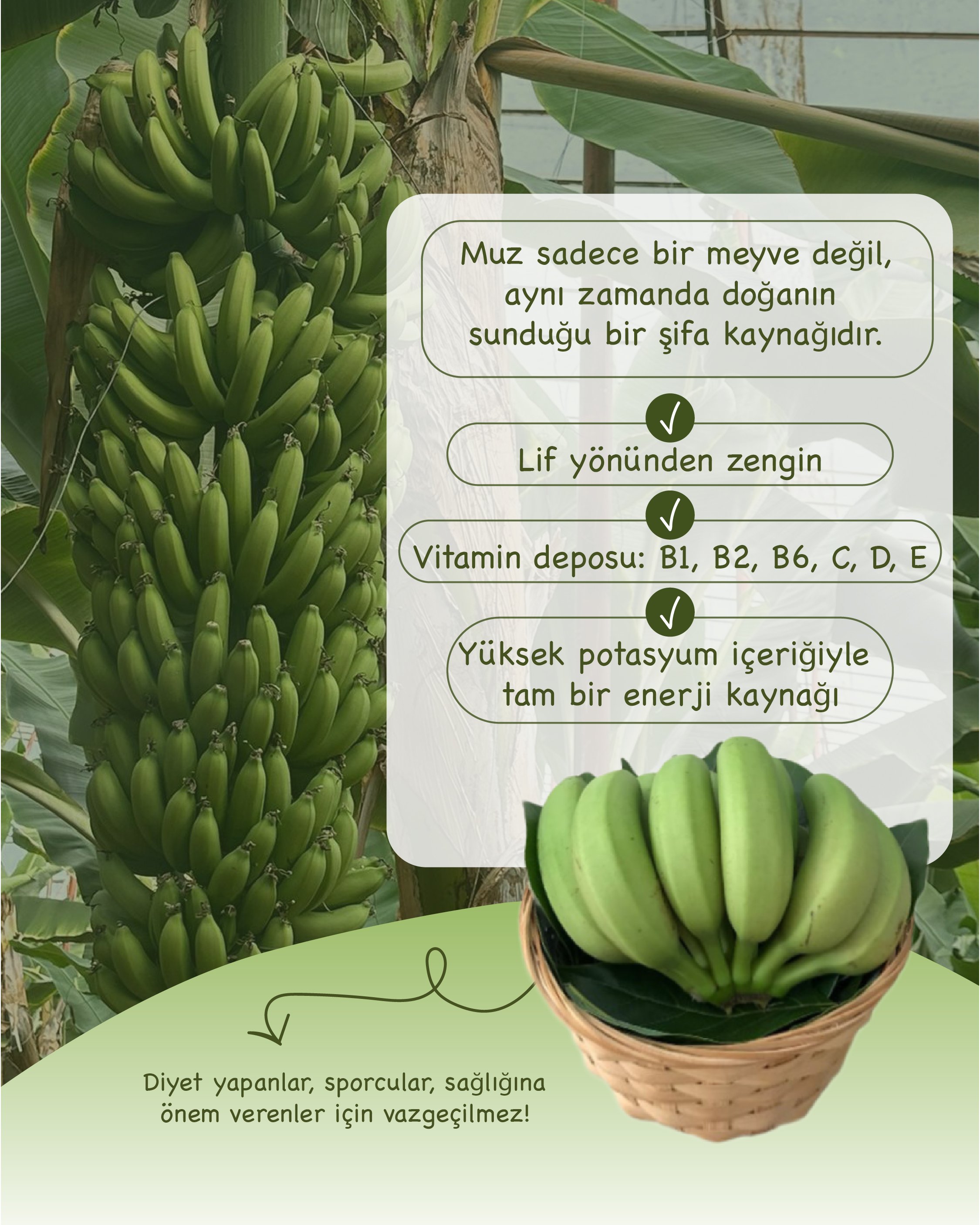 Organik Avakado | Anamur Bahçesi